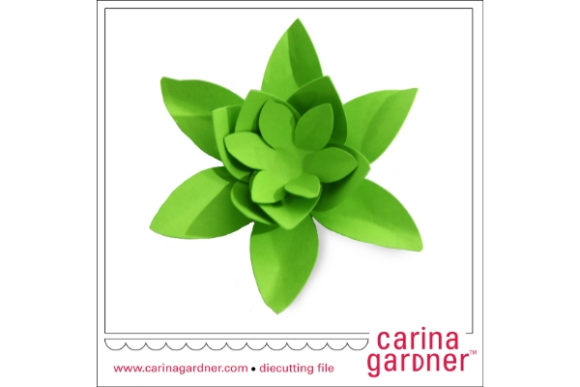 Small Succulent: Tiny Plants, Big Impact in Modern Living Spaces